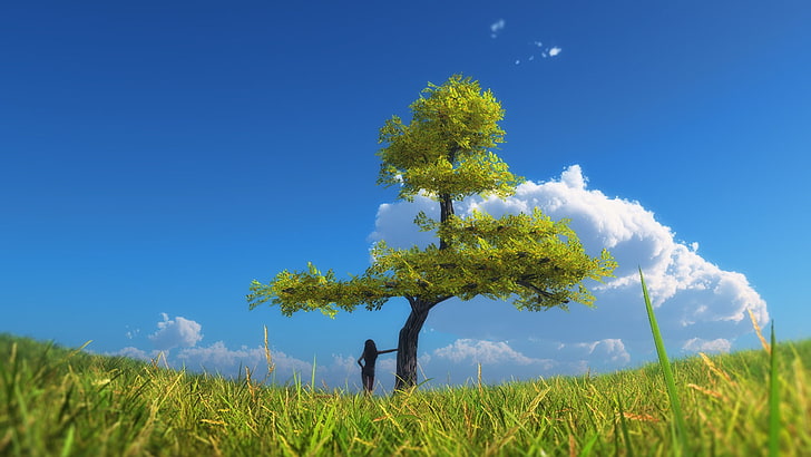 зеленое лиственное дерево, пейзаж, деревья, небо, облака, природа, HD обои