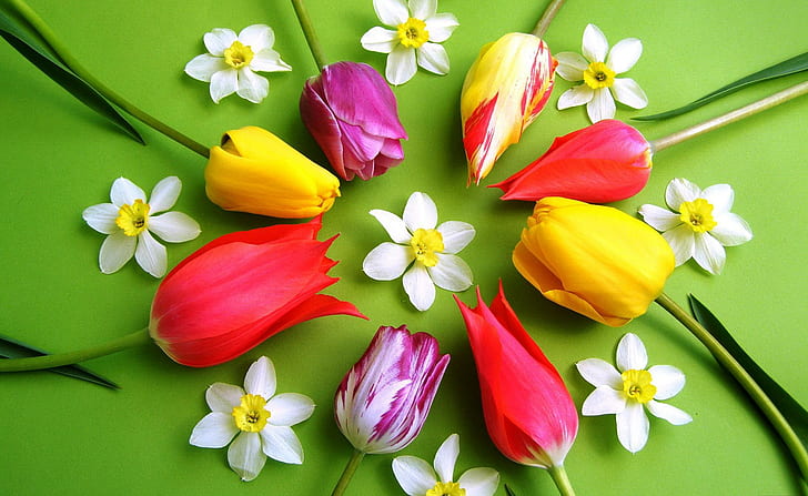 Krąg kwiatów, śliczne, delikatne, harmonijne, ładne, liście, piękne, tulipany, kółko, kwiatki, delikatne, aranżacyjne, elegancja, colo, Tapety HD