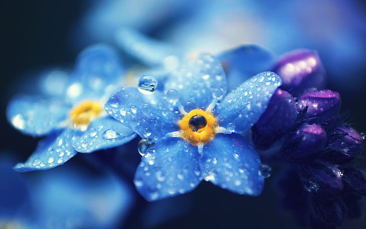 ワスレナグサ青い花マクロ写真、露、忘れて、私、青、花、マクロ、写真、露、 HDデスクトップの壁紙