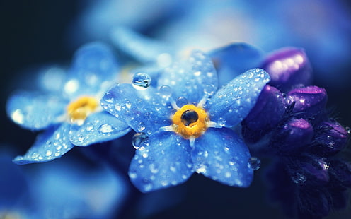 Miosótis flores azuis macro fotografia, orvalho, me esqueça, azul, flores, macro, fotografia, orvalho, HD papel de parede HD wallpaper