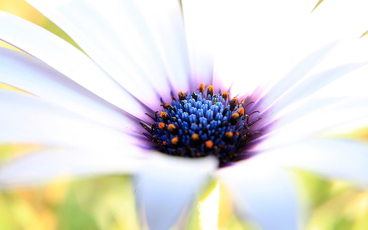زهرة daisybusg البيضاء ، تصوير زهرة العظم الأبيض والأرجواني عن قرب في النهار ، الطبيعة ، الماكرو ، الزهور ، النباتات، خلفية HD
