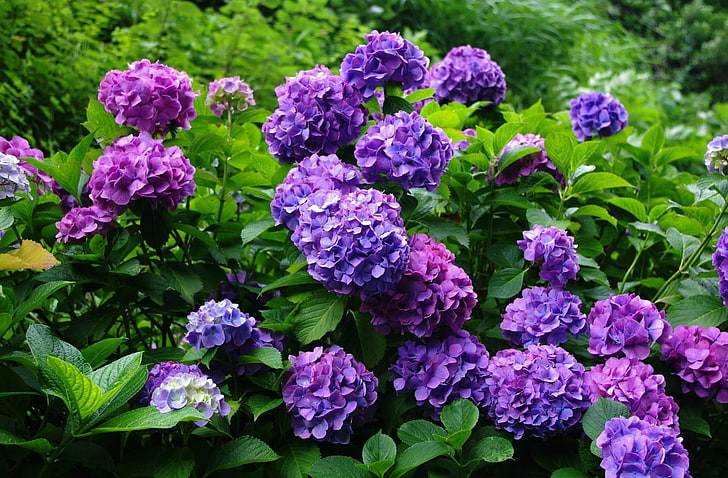 пурпурные цветы, гортензия, цветение, кустарники, зелень, сад, HD обои
