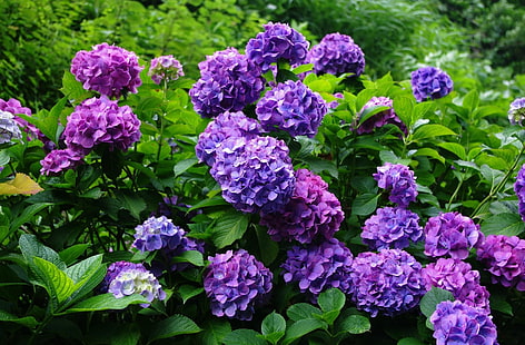purple petaled flowers, hydrangea, flowering, shrubs, herbs, garden, HD wallpaper HD wallpaper