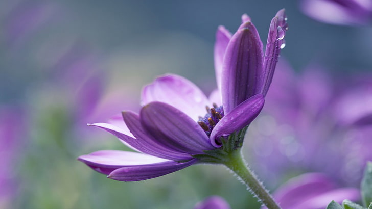 macro, flowers, purple flowers, HD wallpaper