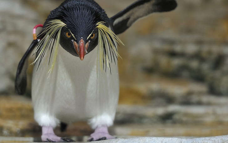Пингвин Птица HD, пингвин, животные, птица, пингвин, HD обои