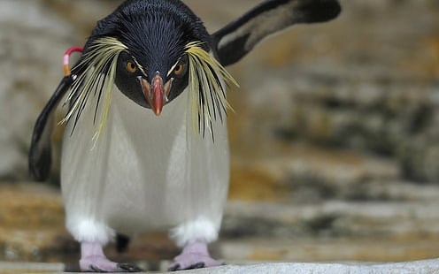 Пингвин Птица HD, пингвин, животные, птица, пингвин, HD обои HD wallpaper