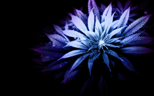 листья, марихуана, монохромный, HD обои HD wallpaper
