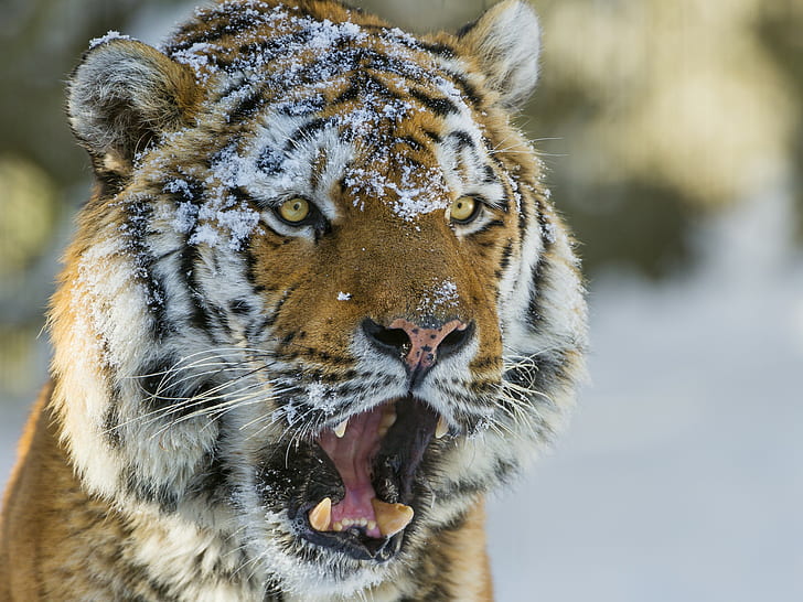 Сибирский тигр морда, тигр, морда, снег, кошка, глаза, сибирский тигр, © Tambako The Jaguar, HD обои