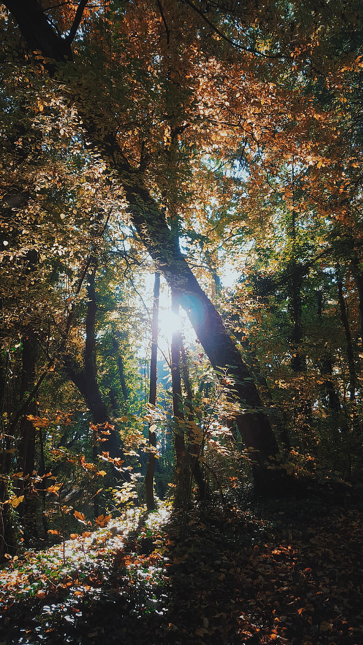 tronco de árbol marrón, naturaleza, bosque, árboles, sol, cielo, verano, fotografía, Fondo de pantalla HD, fondo de pantalla de teléfono