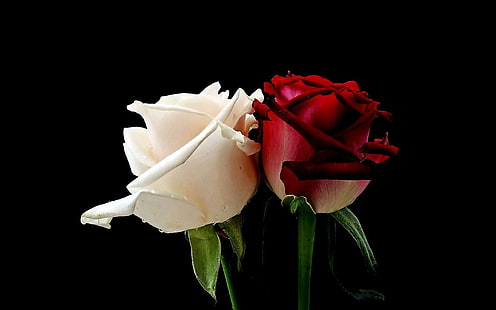 fiori rose bianche rose rosa rossa Natura Fiori HD Arte, fiori, rose, rosa rossa, rose bianche, Sfondo HD HD wallpaper