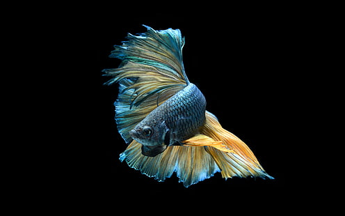 Животное, Бетта, Синий, Рыба, Сиамская рыба борьбы, HD обои HD wallpaper