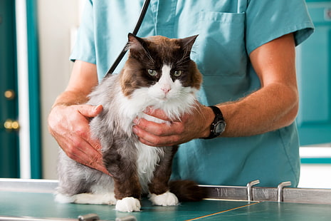 maine coon cat putih dan coklat, kucing, inspeksi, tangan, perawatan dokter hewan, Wallpaper HD HD wallpaper
