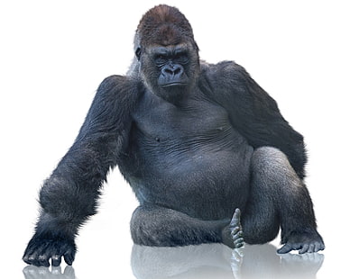 ลิงกอริลลาลิงกอริลลาพื้นหลังสีขาว, วอลล์เปเปอร์ HD HD wallpaper