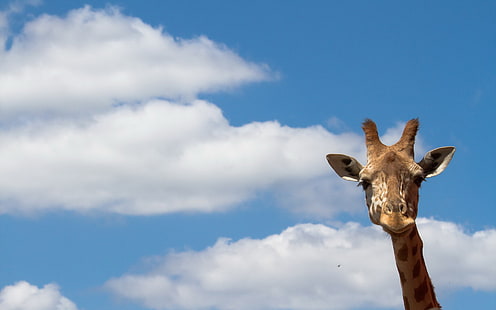 Tier, Giraffe, HD-Hintergrundbild HD wallpaper