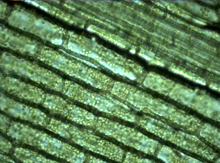 Grün- und Braunflächenteppich, Pflanzen, Natur, Biologie, mikroskopisch, HD-Hintergrundbild
