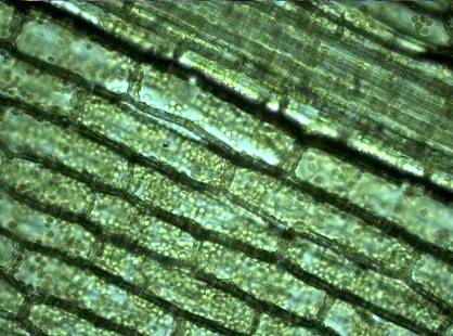 Grün- und Braunflächenteppich, Pflanzen, Natur, Biologie, mikroskopisch, HD-Hintergrundbild HD wallpaper