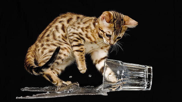 الحيوانات ، القط ، الزجاج ، السائل، خلفية HD