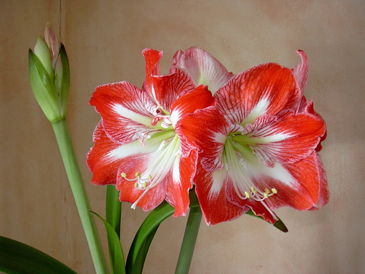 white-and-red amaryllis flower, amaryllis, flowers, bud, stamens, HD wallpaper