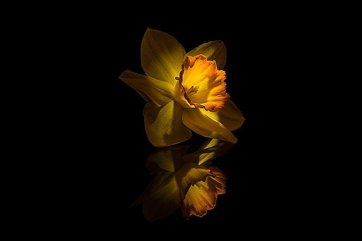 Bunga, Kuning, Narsisis, Wallpaper HD
