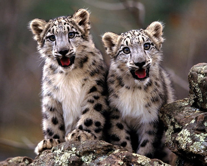ลูกสัตว์เสือดาวเสือดาวหิมะสัตว์, วอลล์เปเปอร์ HD
