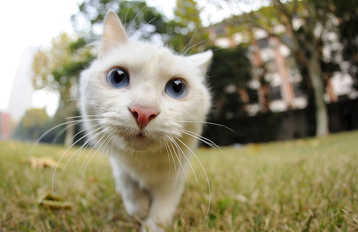 gato branco de pêlo curto, gato, animais, HD papel de parede
