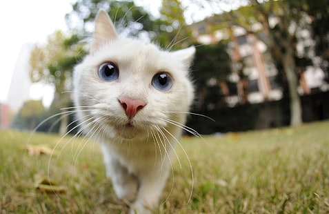 قط أبيض قصير الفراء ، قطة ، حيوانات، خلفية HD HD wallpaper