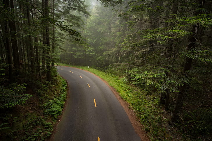 gray concrete road surrounded with green trees, Mystical, gray, concrete road, green, trees, redwoods, California, highway, forest, fog, cA, greenery, nature, road, tree, outdoors, landscape, asphalt, HD wallpaper
