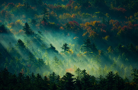 緑の木々の絵画、昼間の緑の木々、風景、霧、秋、アメリカ、ニューハンプシャー、太陽光線、自然、森、木、まだらの日光、日光、 HDデスクトップの壁紙 HD wallpaper