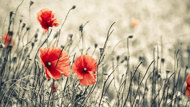 لوحة زهرة حمراء وسوداء ، زهور ، الخشخاش، خلفية HD