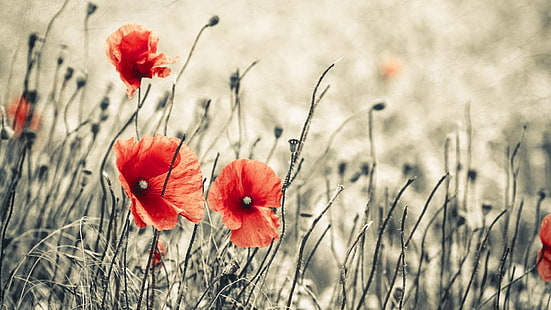 لوحة زهرة حمراء وسوداء ، زهور ، الخشخاش، خلفية HD HD wallpaper