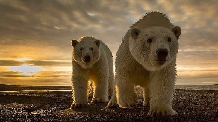 белый медведь, медведи, живая природа, мило, HD обои