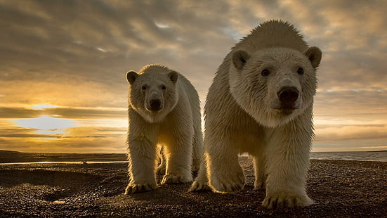 oso polar, osos, fauna, lindo, Fondo de pantalla HD HD wallpaper