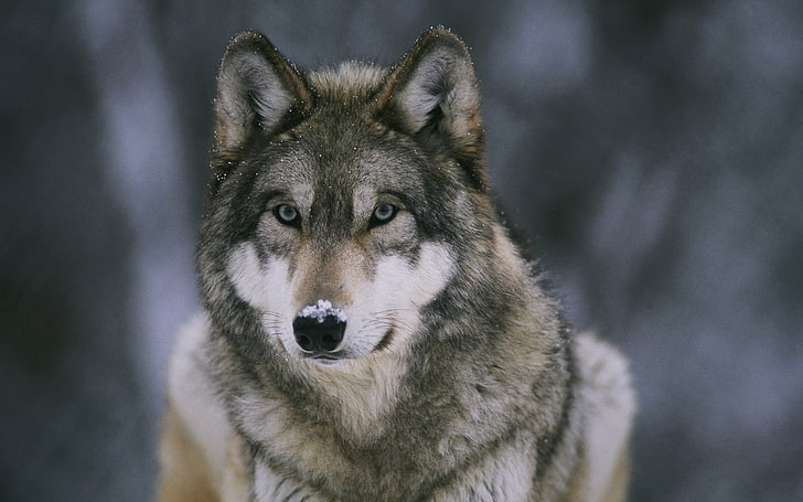серый и белый волк, животные, волк, снег, HD обои