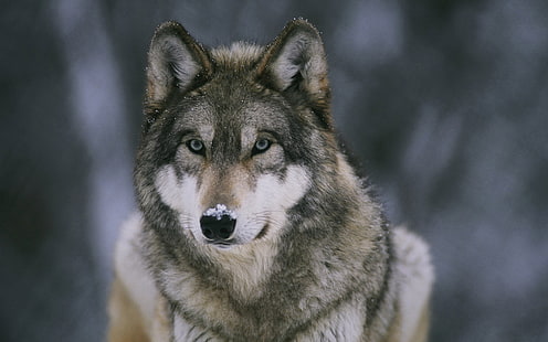 gray and white wolf, animals, wolf, snow, HD wallpaper HD wallpaper