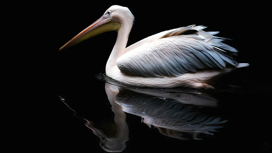 photo of white and gray pelican on body of water, pelican, Blackwater, Pelican, photo, white, gray, body of water, Pelikan, Bird, Vogel, NGC, National, Fine  Art, Reflection, WOW, Awesome, Love, Liebe, Cool, Canon  6D, 70-200mm, f2.8, nature, animal, wildlife, beak, HD wallpaper HD wallpaper