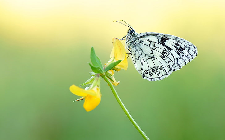 Черно-бяла пеперуда на фонове на работния плот на жълто цвете 2880 × 1800, HD тапет