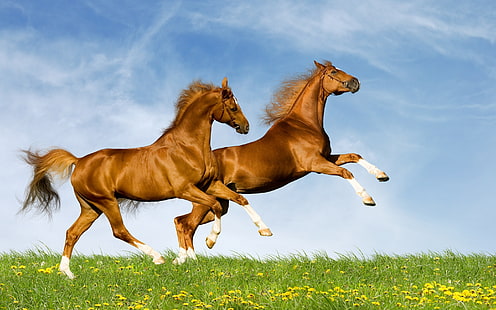 free download | Running Horse, HD, HD wallpaper | Wallpaperbetter