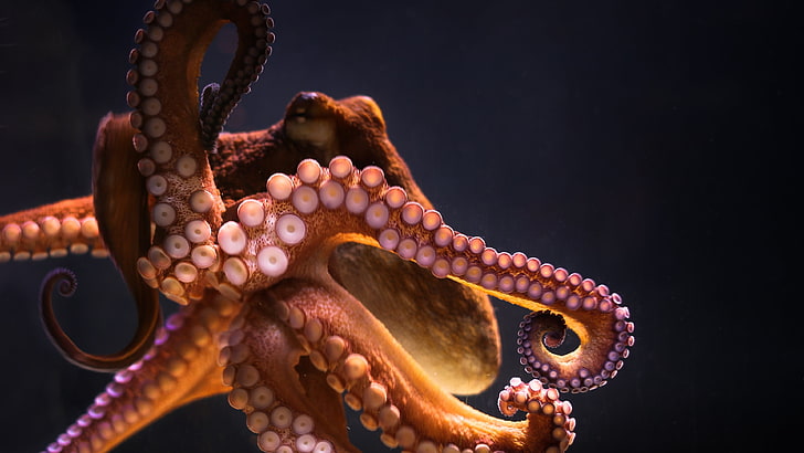 octopus, underwater, marine invertebrates, marine biology, invertebrate, HD wallpaper