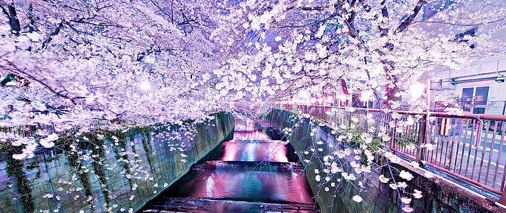 핑크 꽃잎 꽃 나무, 초광각, 사진, 꽃, 나무, 물, 봄, 자연, HD 배경 화면 HD wallpaper
