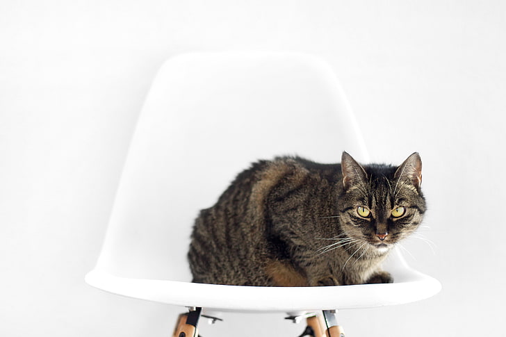 brown tabby cat, cat, chair, sit, striped, HD wallpaper