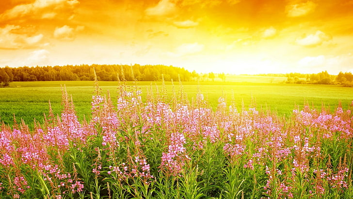 sunrise, field, flowery, landscape, stunning, sun, HD wallpaper