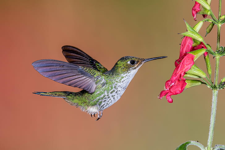 hovering green and white Hummingbird with red flower, Hummer, Close-up, green and white Hummingbird, flower, female, full-frame, Booted Racket-tail, Explored, hummingbird, bird, hovering, wildlife, animal, nature, iridescent, flying, aviary, spread Wings, songbird, feather, pistil, HD wallpaper
