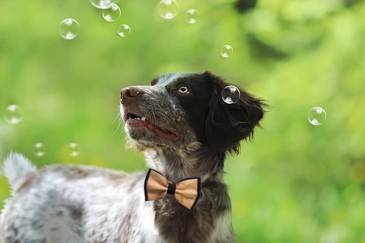 look, bubbles, background, each, puppy, bow, HD wallpaper