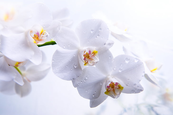 flores de pétalos blancos, flores, pétalos, tallo, blanco, orquídeas, Phalaenopsis, Fondo de pantalla HD