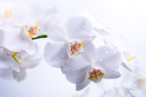 white petaled flowers, flowers, petals, stem, white, orchids, Phalaenopsis, HD wallpaper HD wallpaper