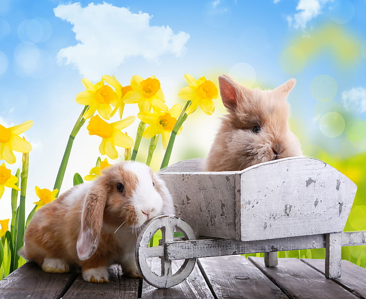 animals, the sky, clouds, flowers, nature, holiday, Board, spring, Easter, rabbits, truck, daffodils, HD wallpaper
