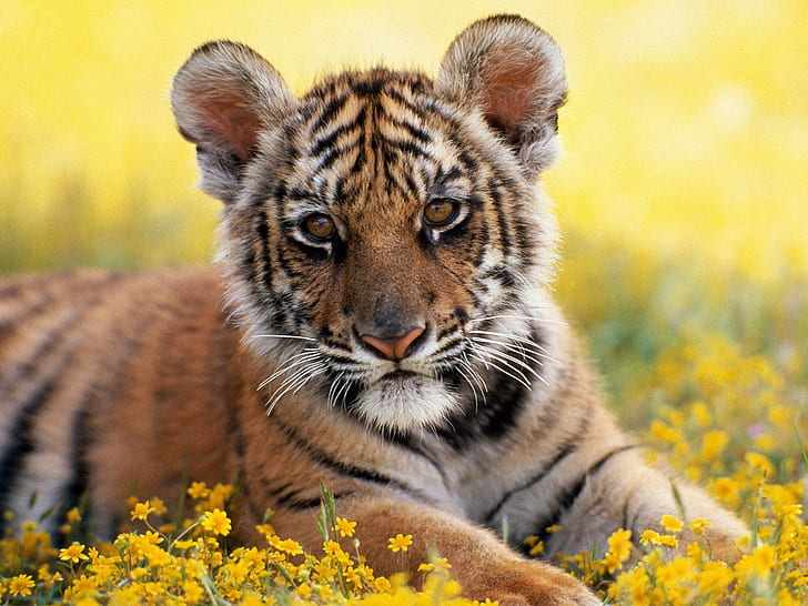 Бебе тигър, бебе, тигър, животни, HD тапет