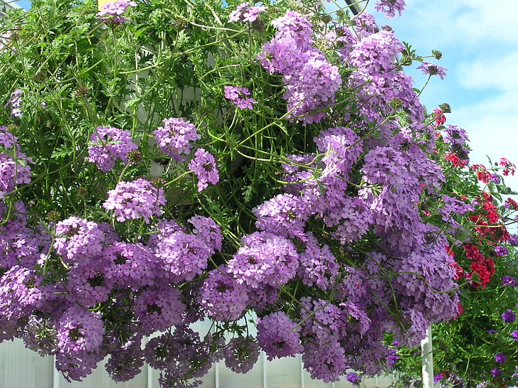 photo, Flowers, Purple, Closeup, Verbena, HD wallpaper