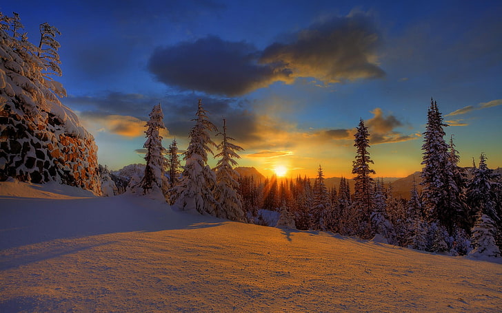 dużo sosny, zima, światło słoneczne, śnieg, przyroda, chmury, drzewa, Tapety HD