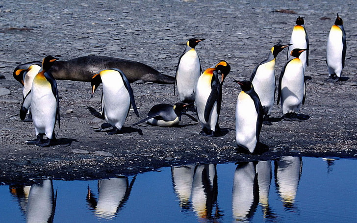 ペンギンの夏の雪解け-動物の写真のHDの壁紙、皇帝ペンギンのグループ、 HDデスクトップの壁紙